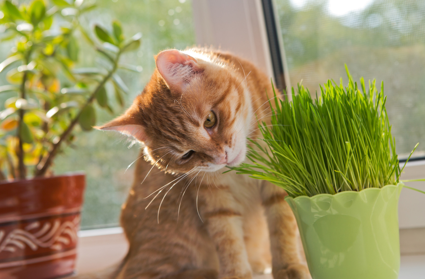 herbe a chat