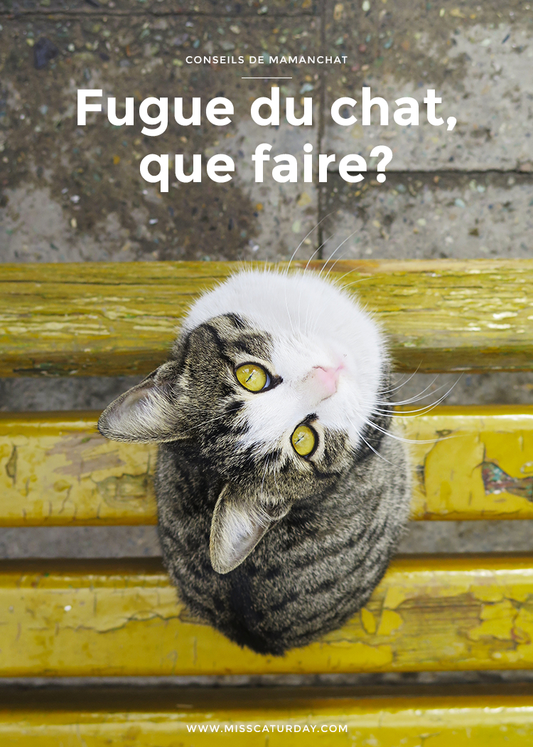 Fugue Du Chat Que Faire
