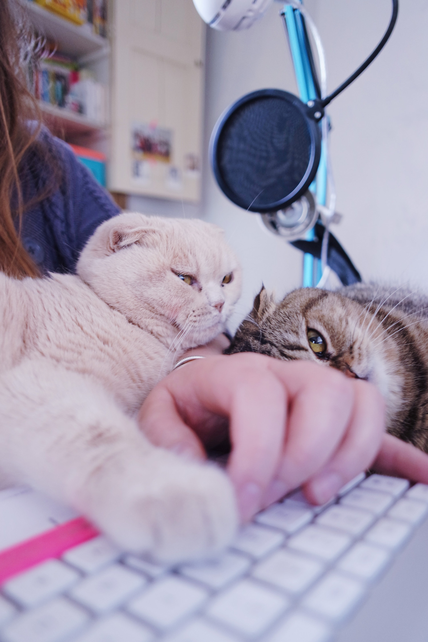 travailler-avec-chats-scottish-fold-1