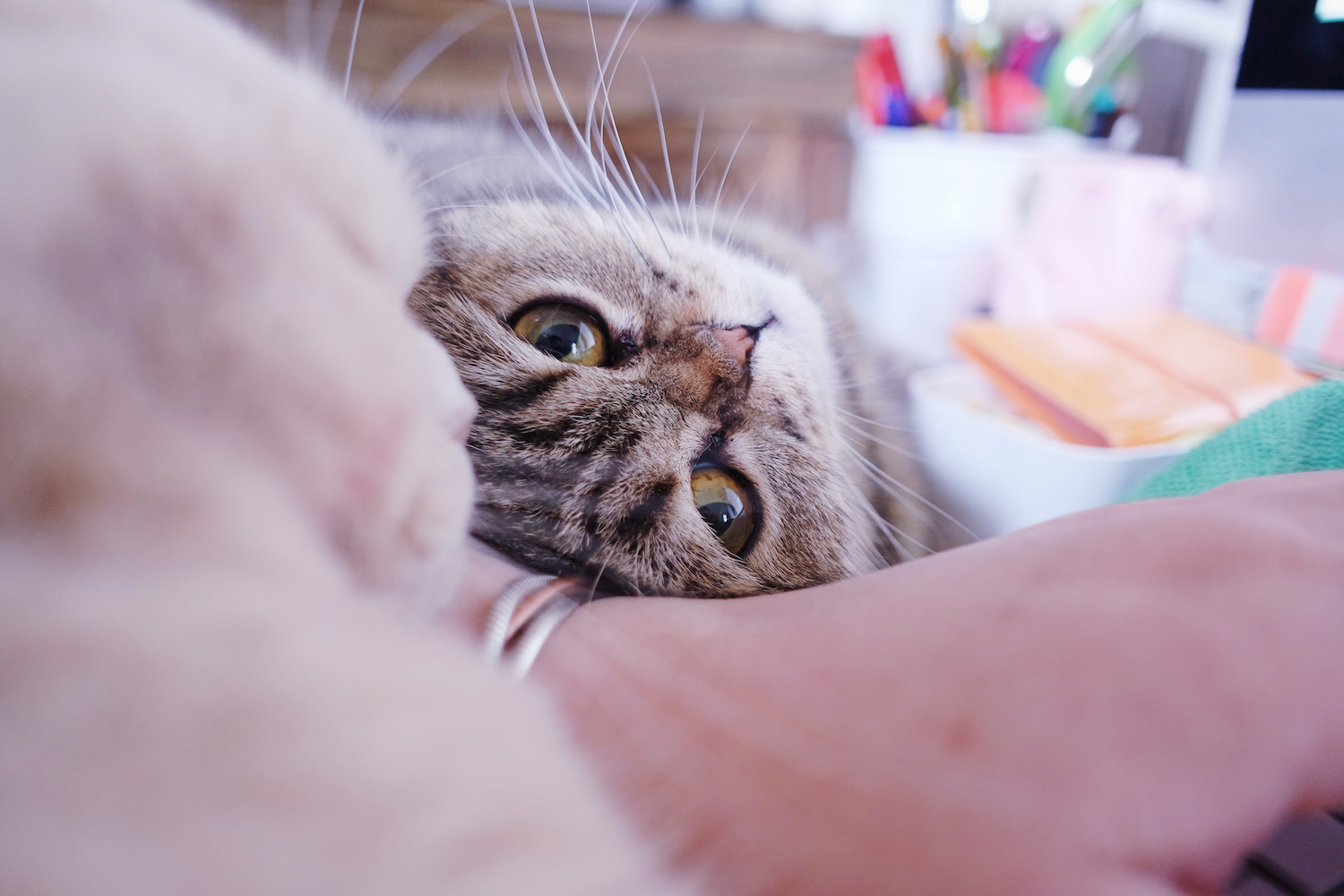 travailler-avec-chats-scottish-fold-2