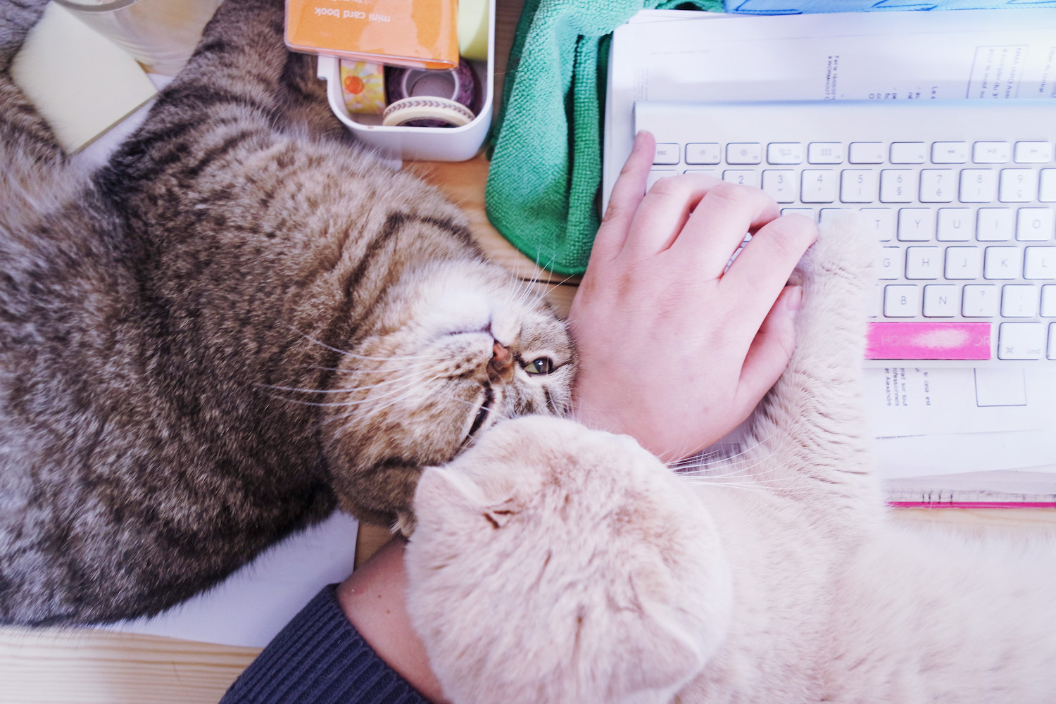 travailler-avec-chats-scottish-fold-3