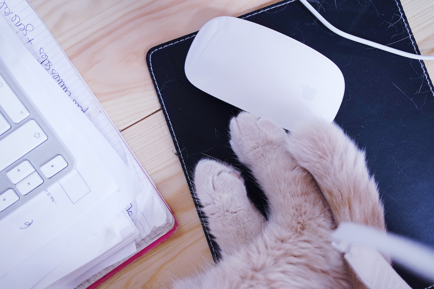 travailler-avec-chats-scottish-fold-5