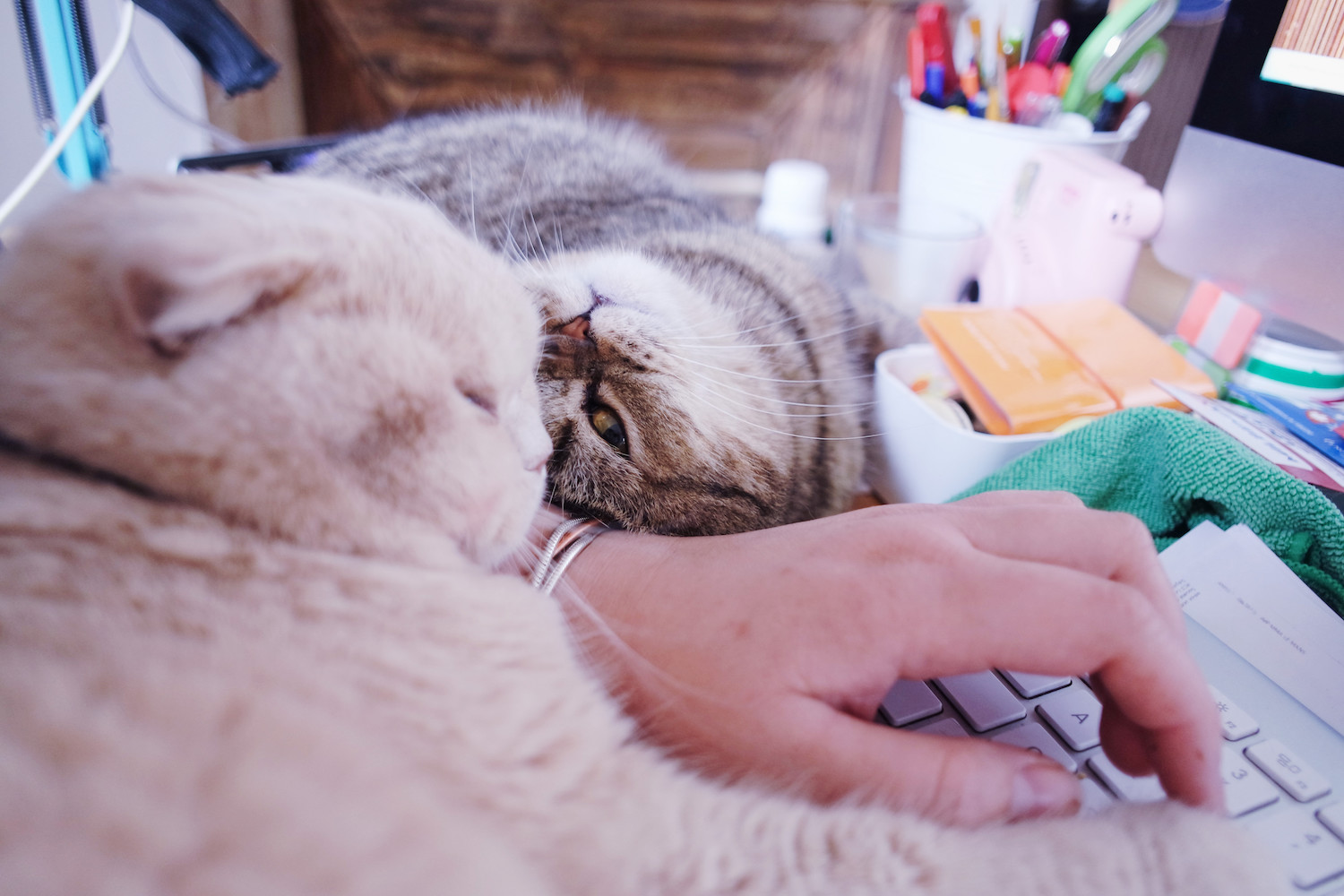 Travailler Avec Ses Chats Sur Le Bureau Chatterie Nekobaa Travailler Avec Ses Chats Sur Le Bureau Chatterie Nekobaa