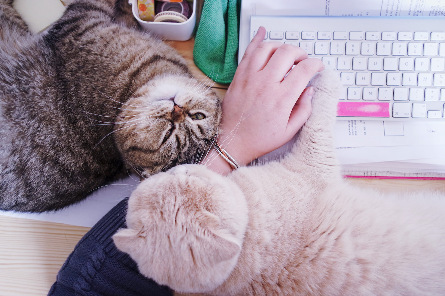 travailler-avec-chats-scottish-fold-5