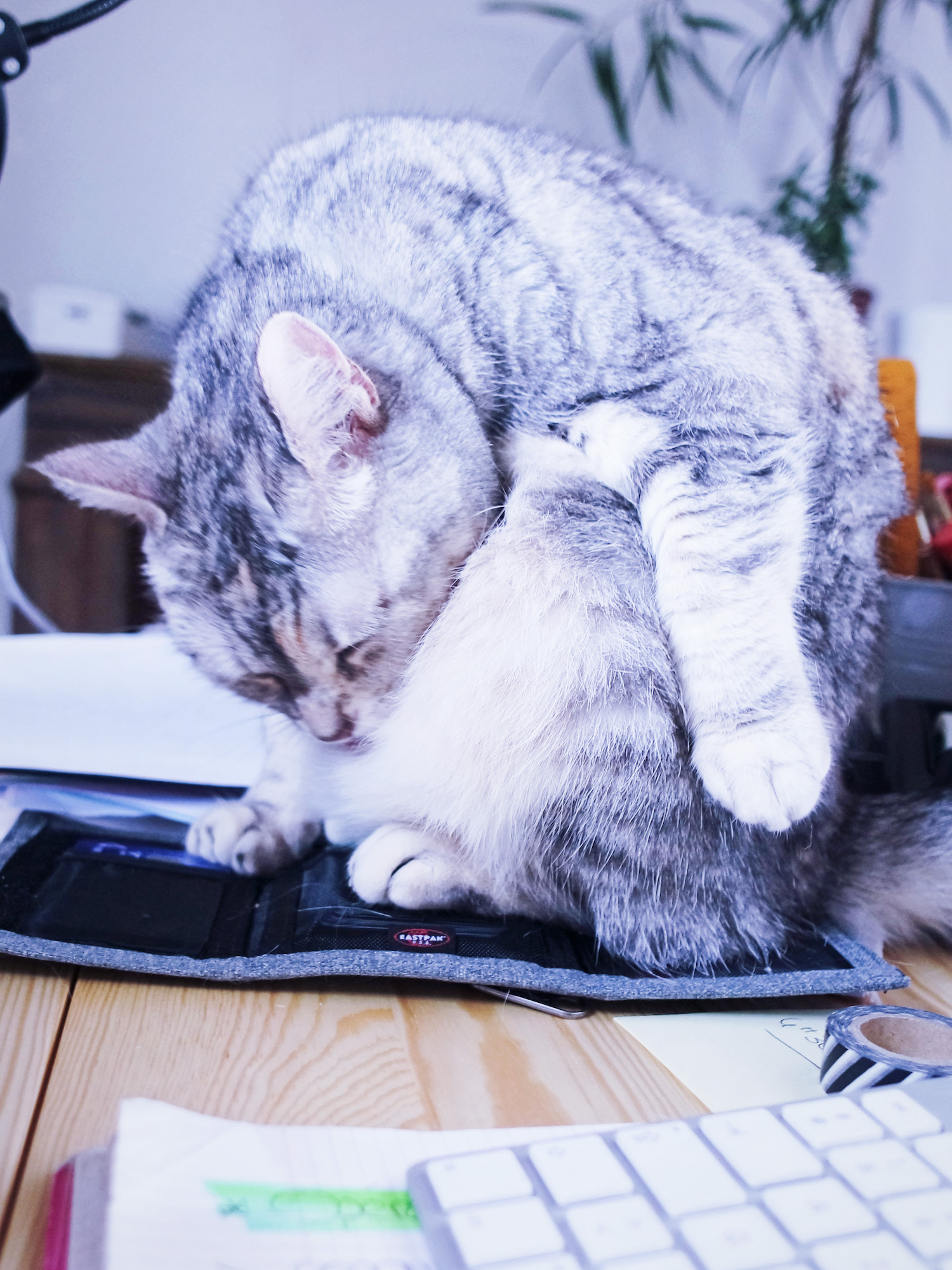 chat-envahissant-bureau-scarlett