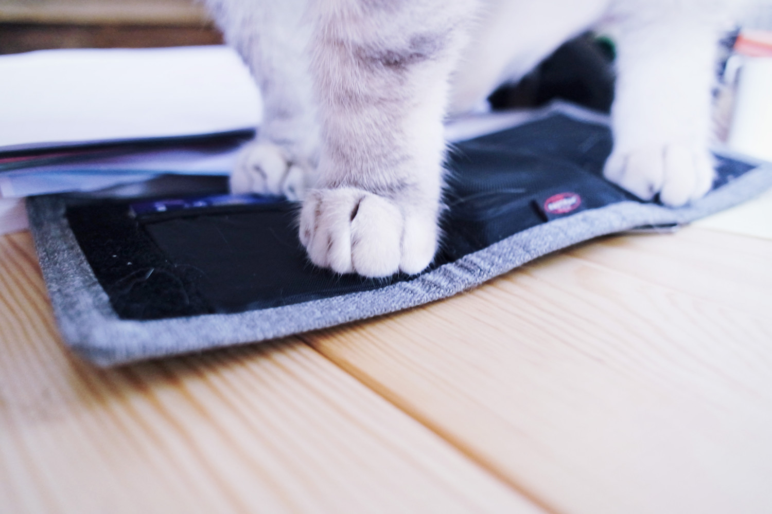 chat-envahissant-bureau-scarlett