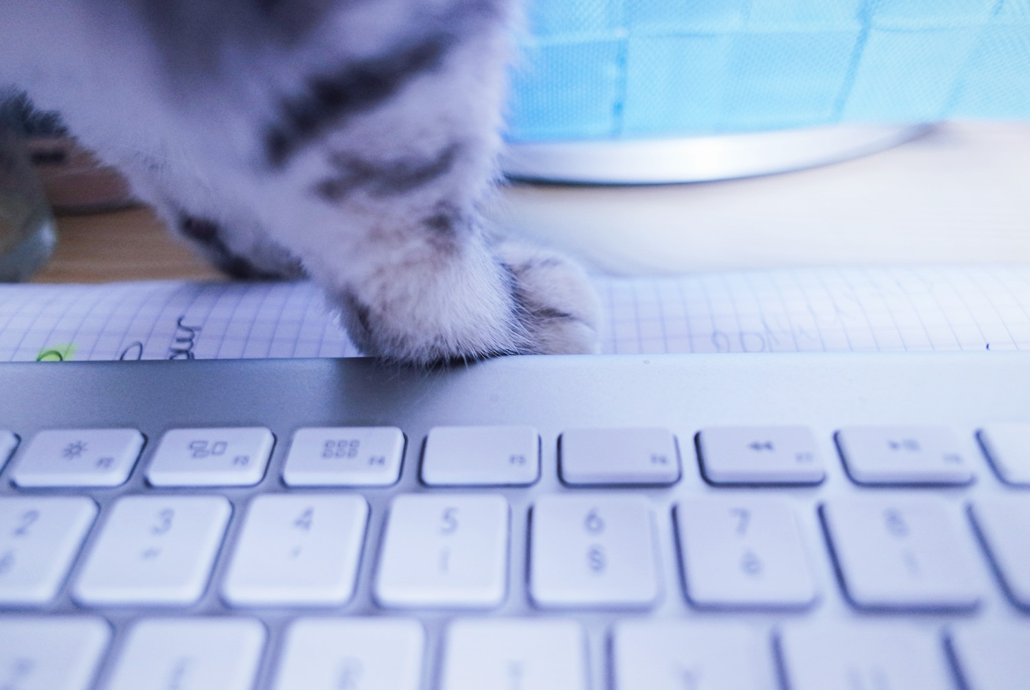 chat-envahissant-bureau-scarlett