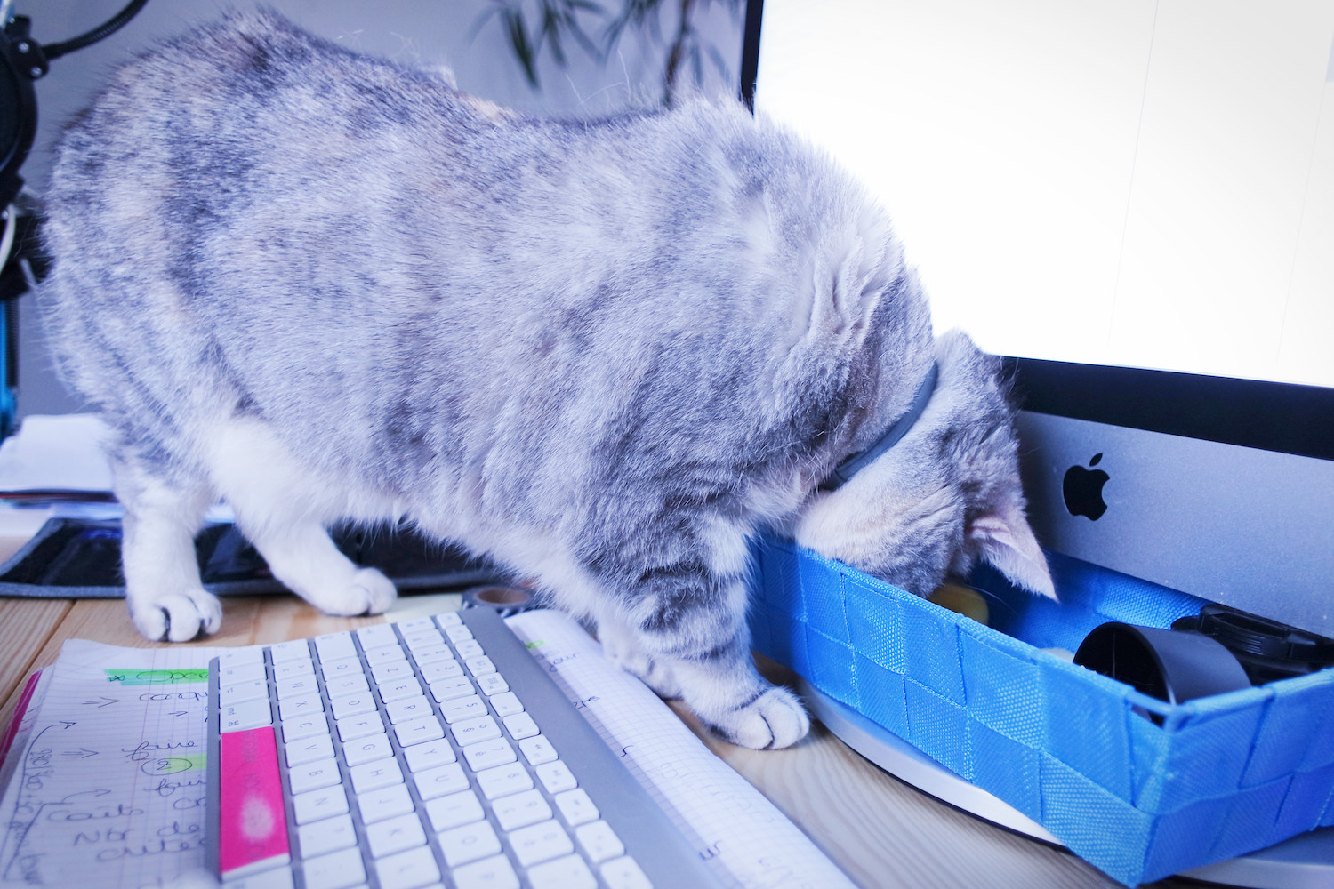 chat-envahissant-bureau-scarlett