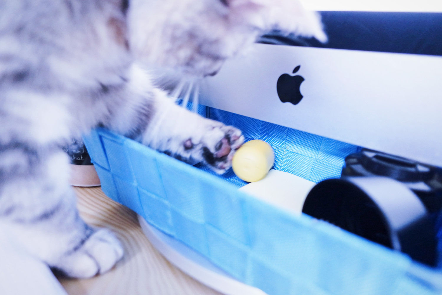 chat-envahissant-bureau-scarlett