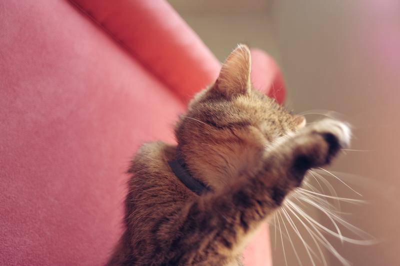 toilette-du-chat