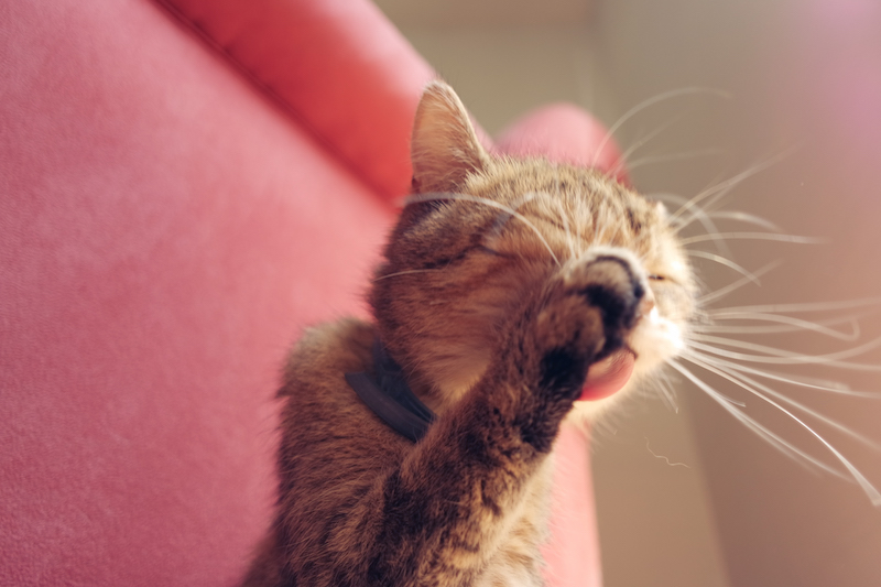 toilette-du-chat