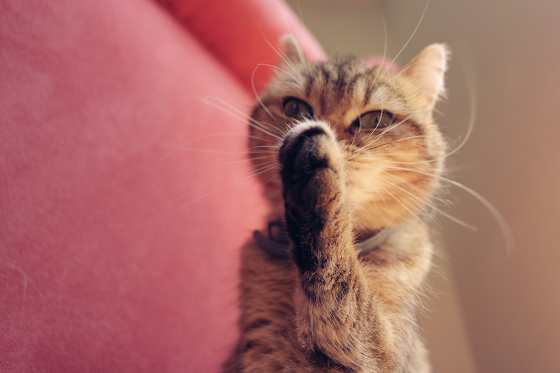 toilette-du-chat