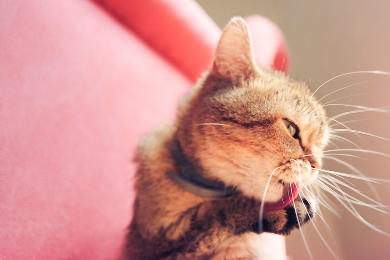 toilette-du-chat