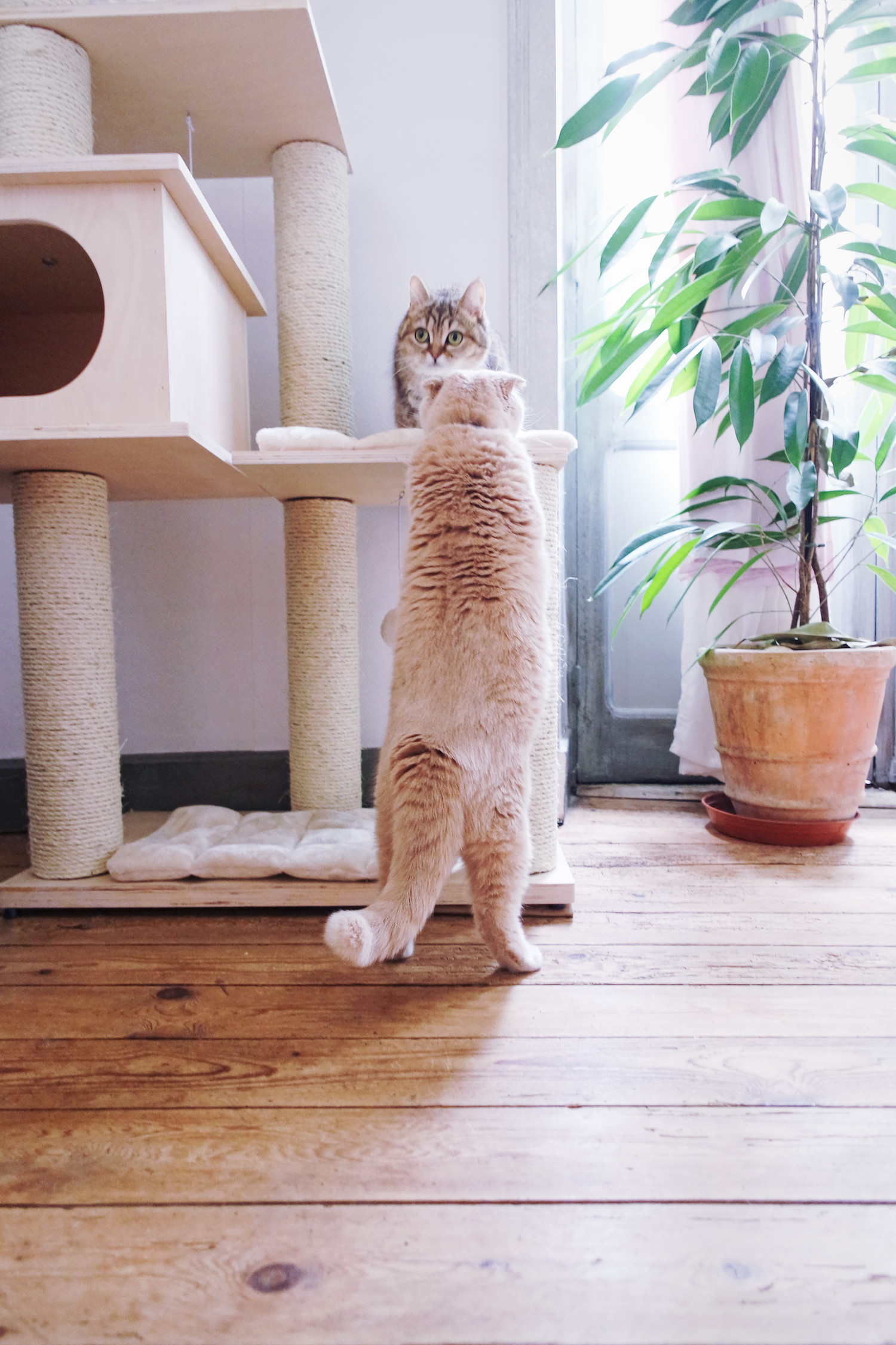 choisir-arbre-chat-3687