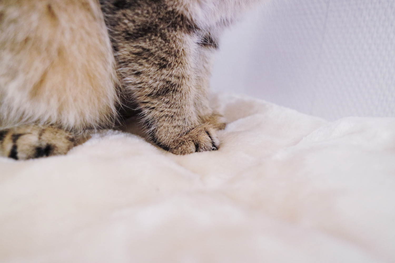 choisir-arbre-chat-3693