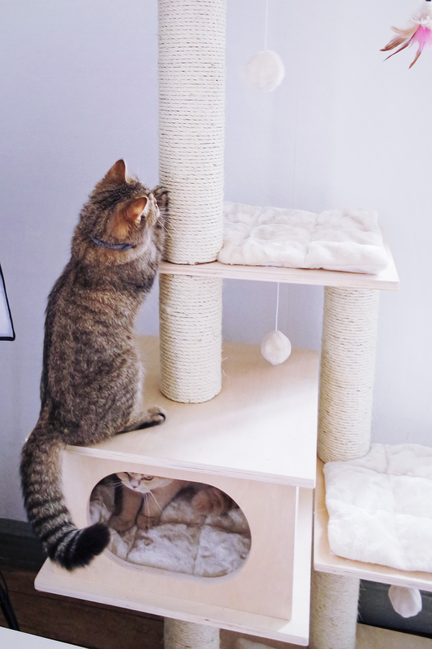 Arbre A Chat Bien Le Choisir Chatterie Nekobaa Arbre A Chat Bien Le Choisir Chatterie Nekobaa