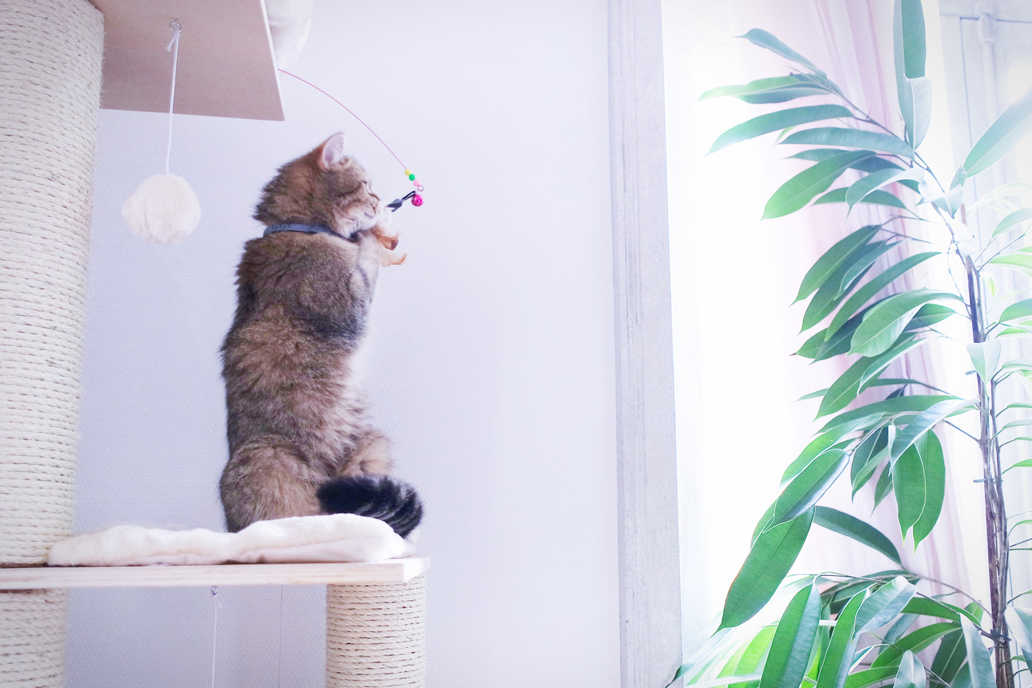 choisir-arbre-chat-3749