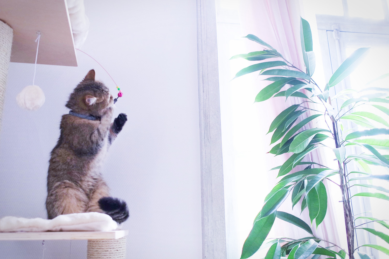 choisir-arbre-chat-3752