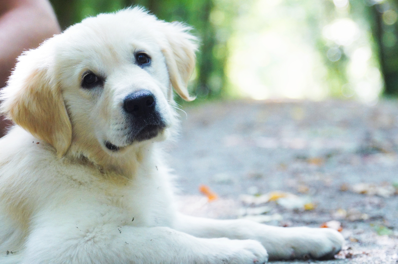 ino-balade-portrait-chien