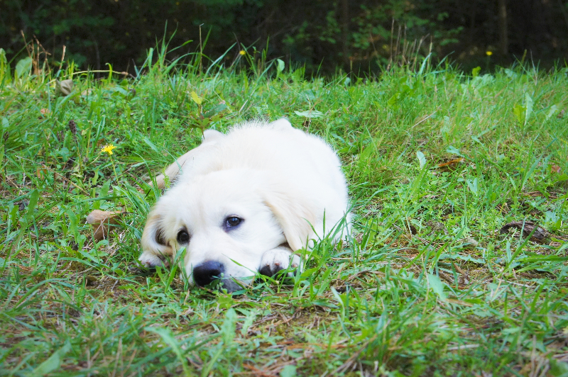 ino-balade-regard