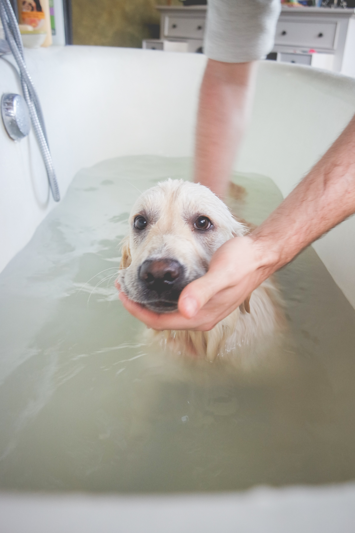 ino golden retriever bain