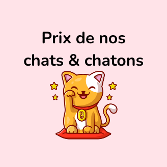 prix chaton british, prix chaton scottish