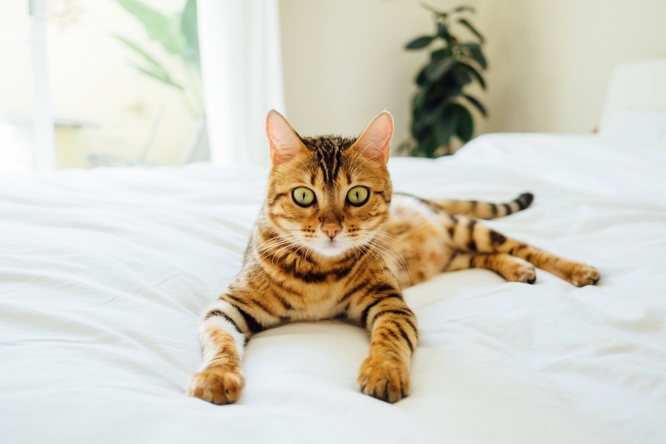 chat pipi partout