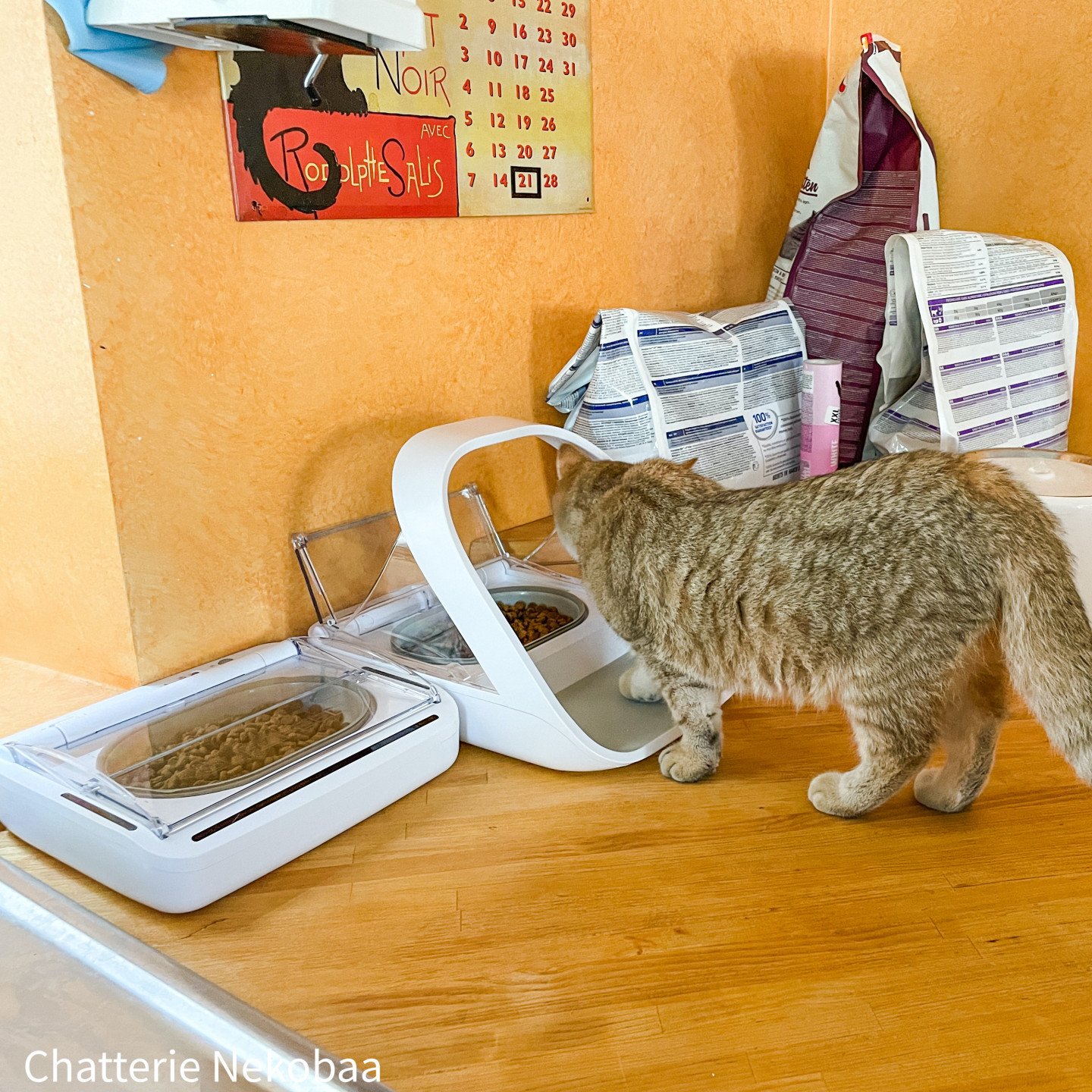 distributeur croquettes surefeed