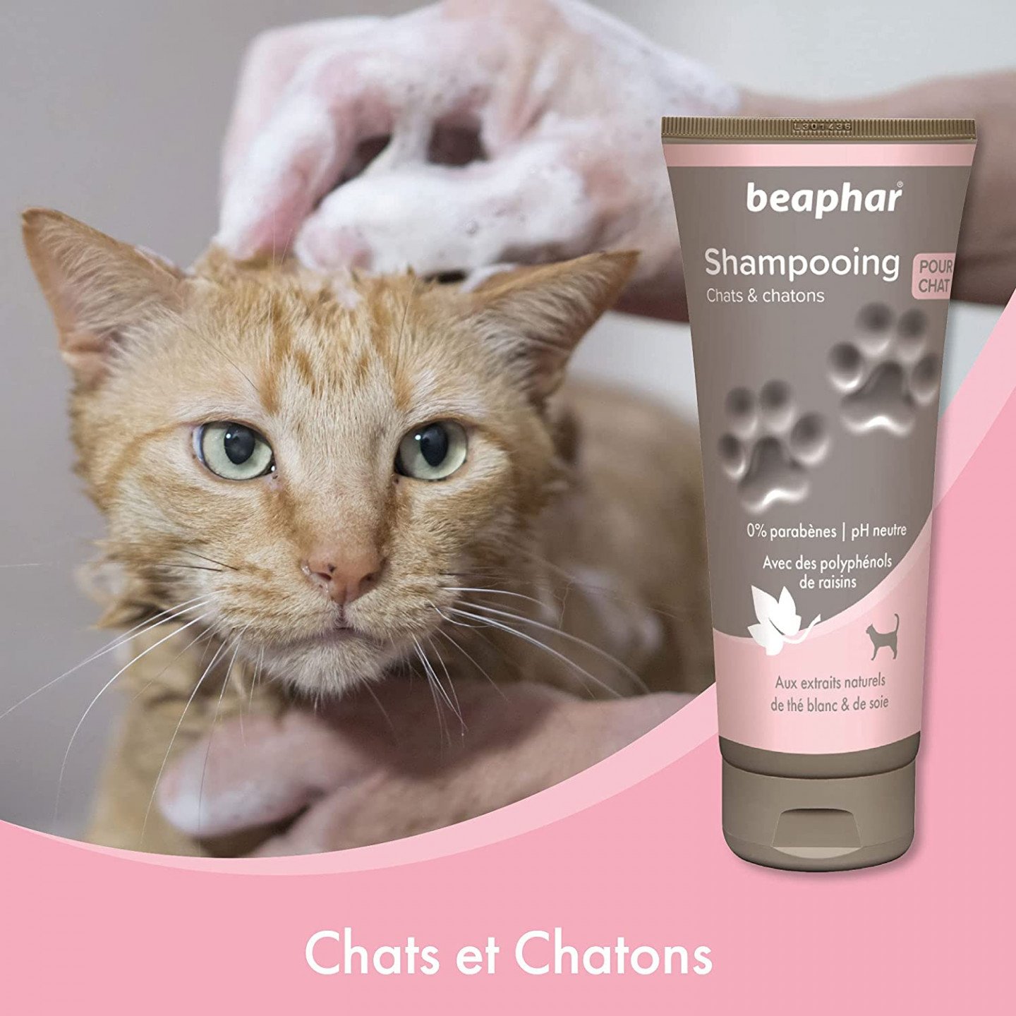 shampoing chat et chaton