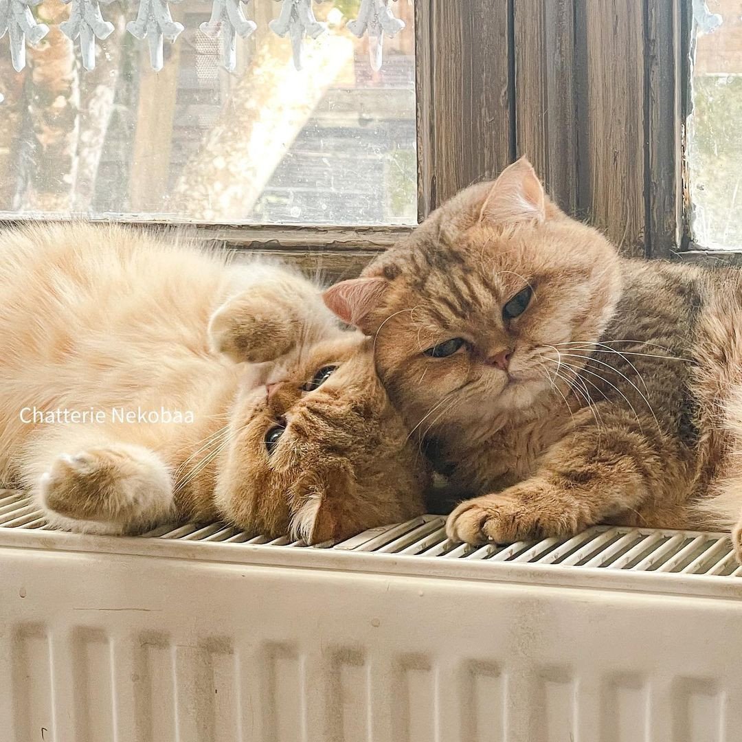 sieste sur rebord de fenetre british shorthair golden