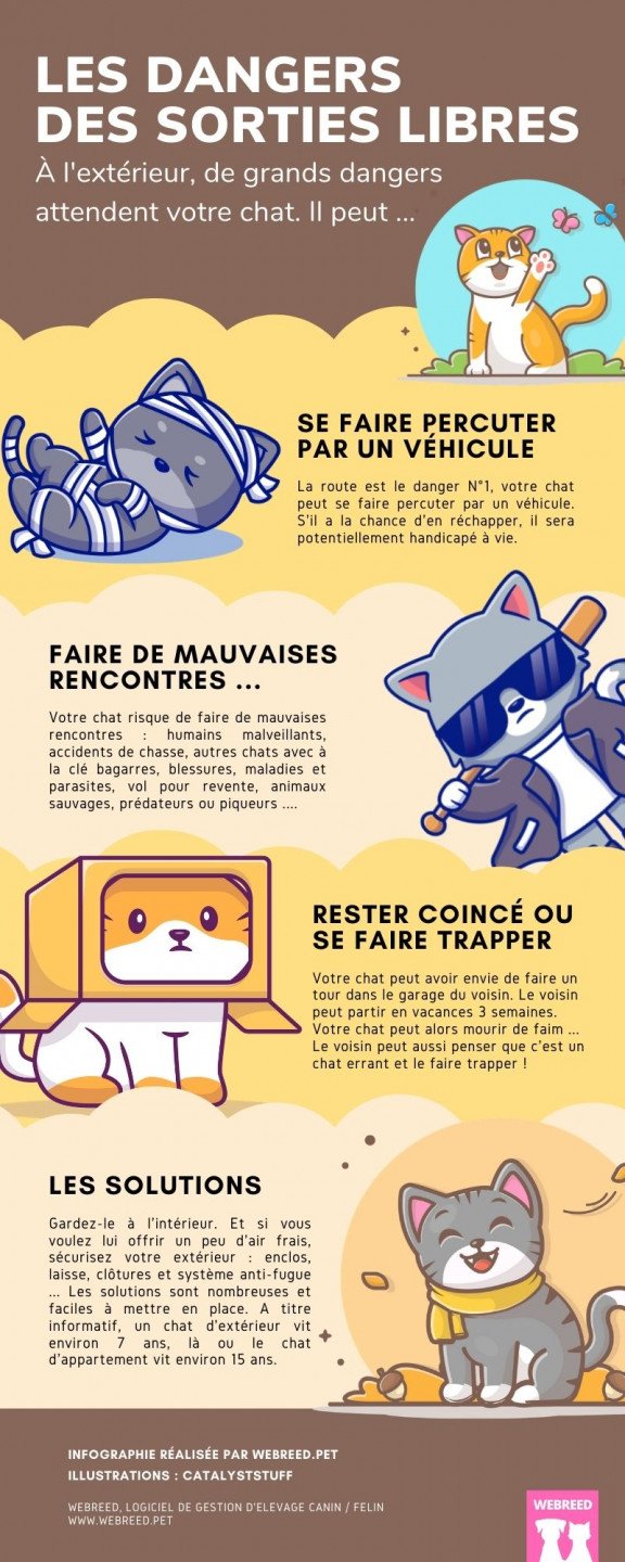 dangers chat extérieur infographie