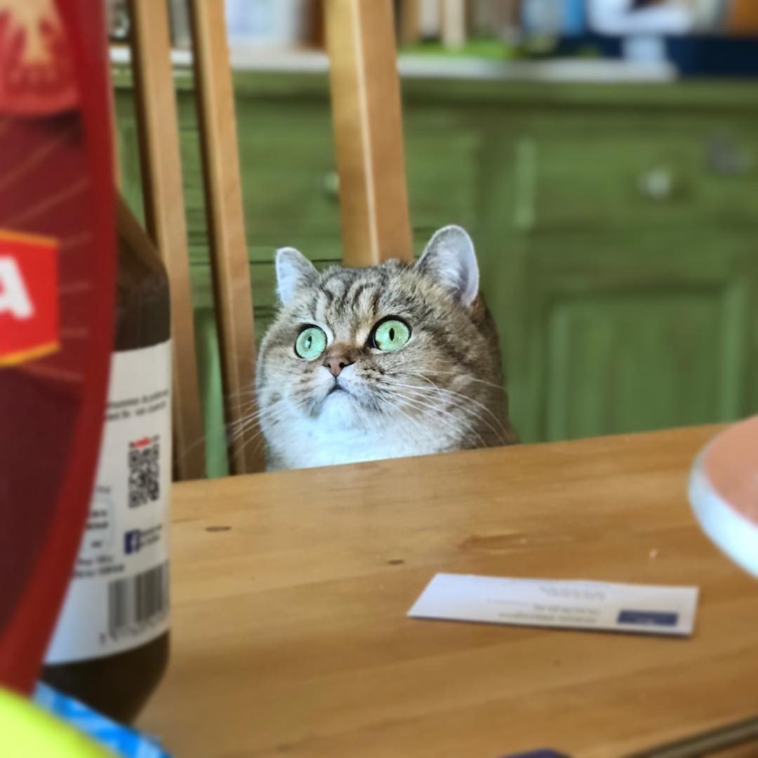 Alimentation Croquettes Et Patees Pour Votre Chaton