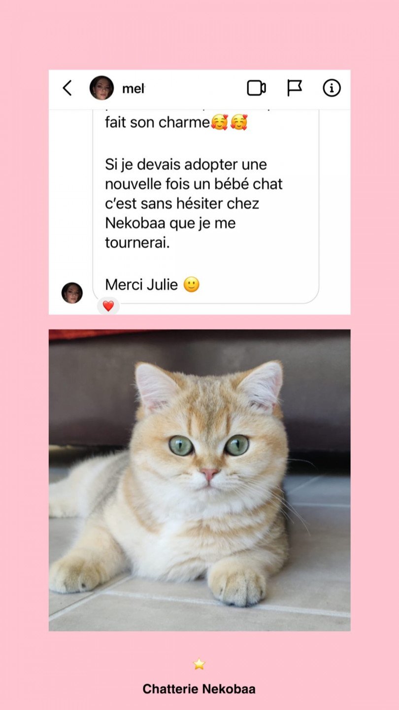 avis nekobaa akiko