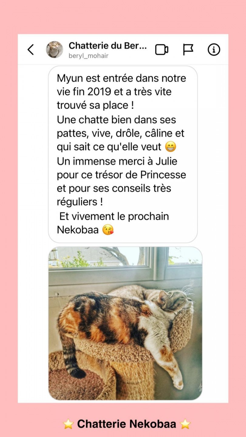 avis nekobaa myun