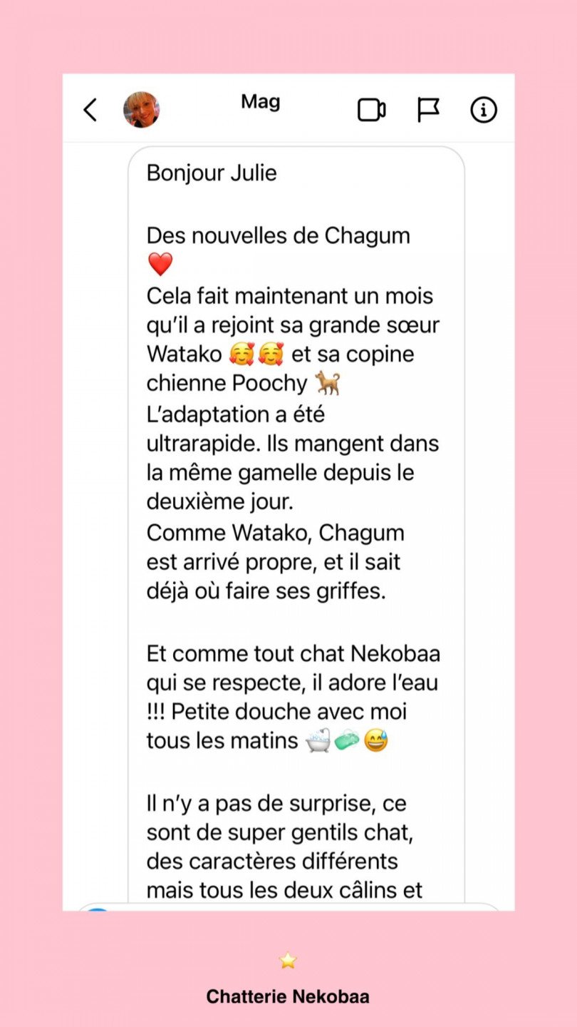 avis nekobaa chagum