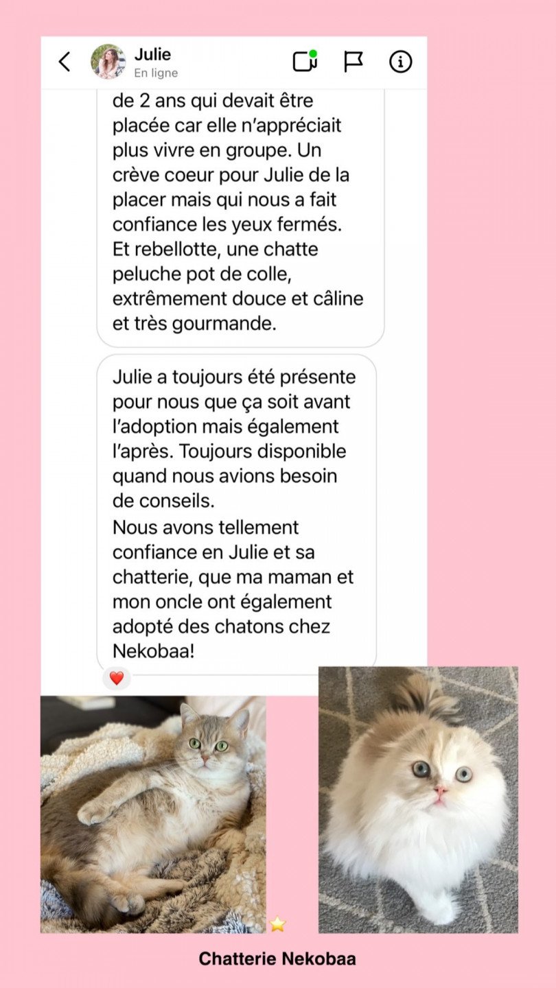 avis nekobaa chifumi