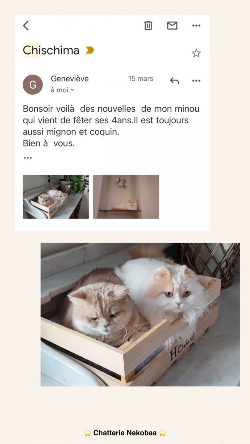 avis nekobaa chishima