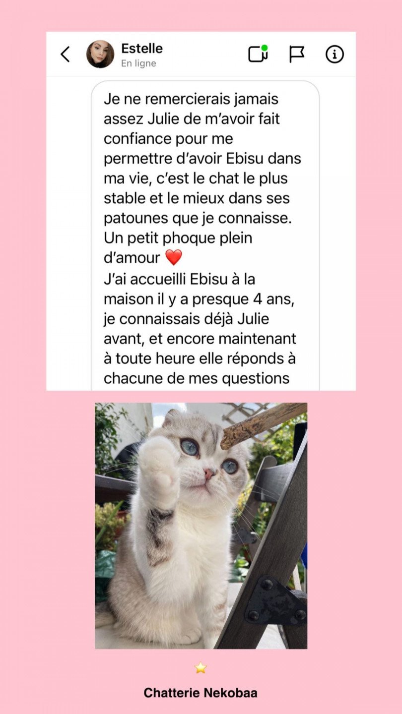 avis nekobaa ebisu