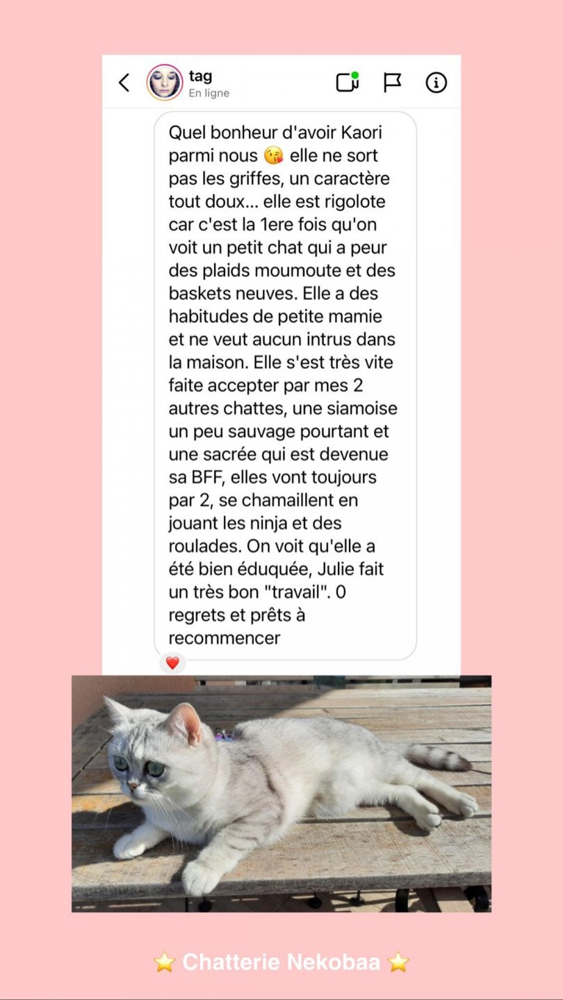 avis nekobaa kaori