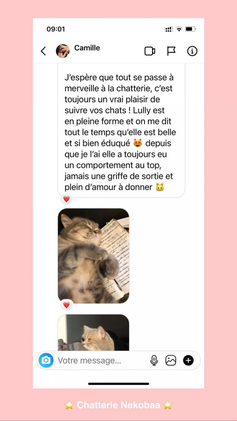 avis nekobaa lully