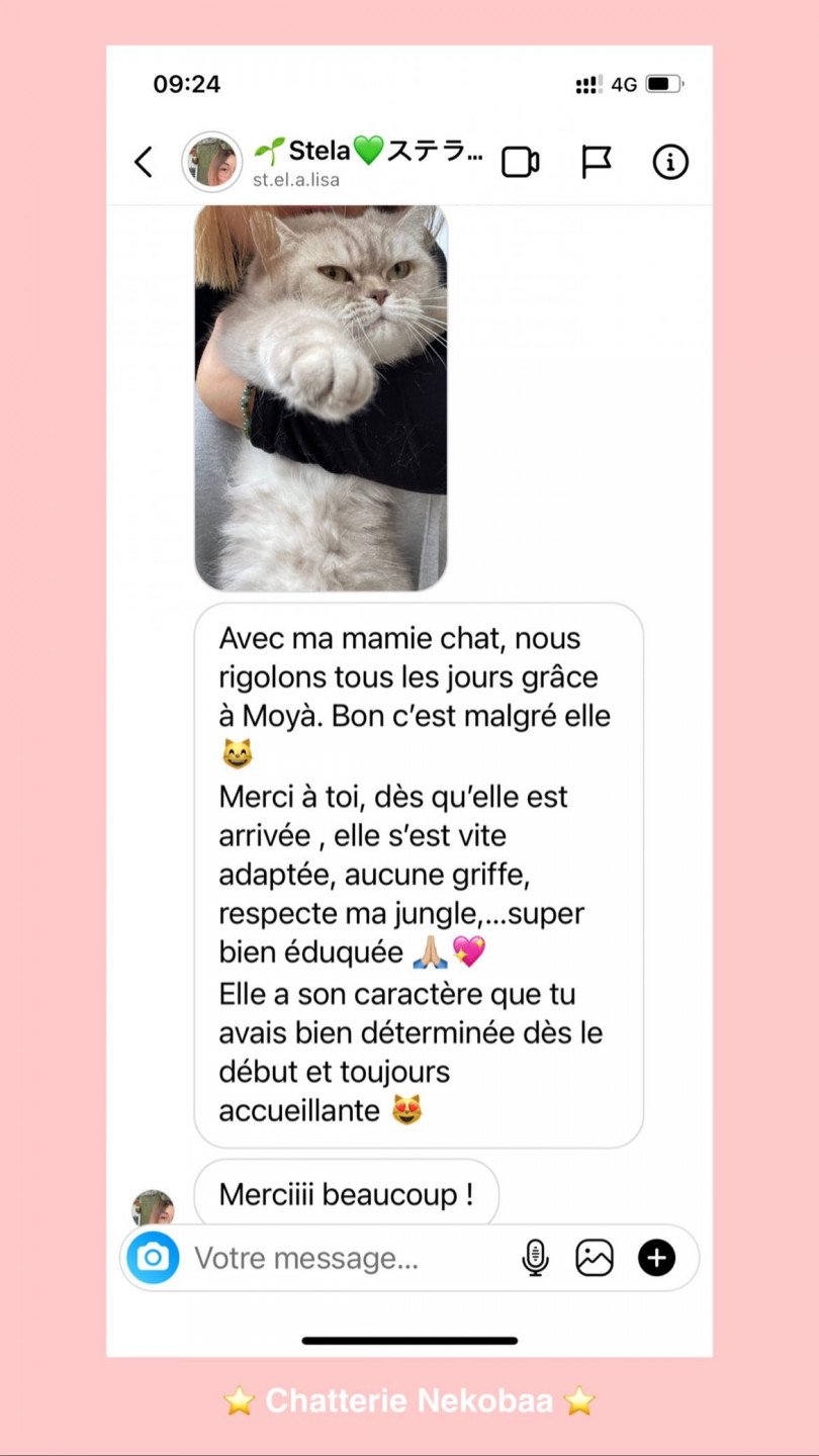 avis nekobaa moya