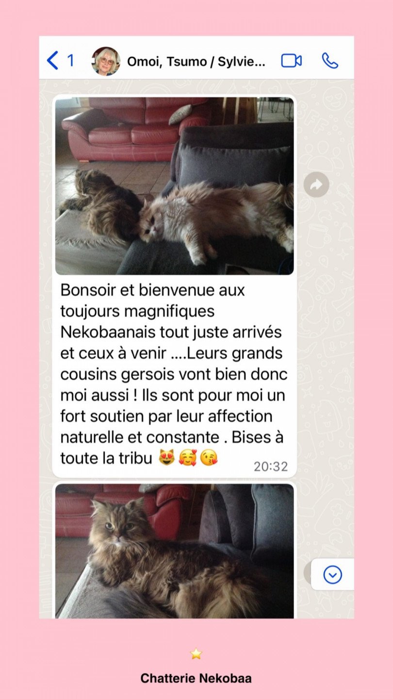 avis nekobaa omoi