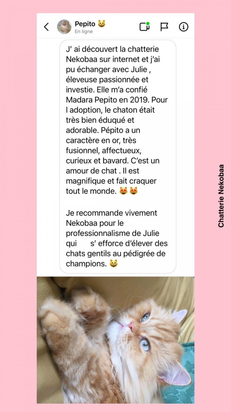 avis nekobaa pepito