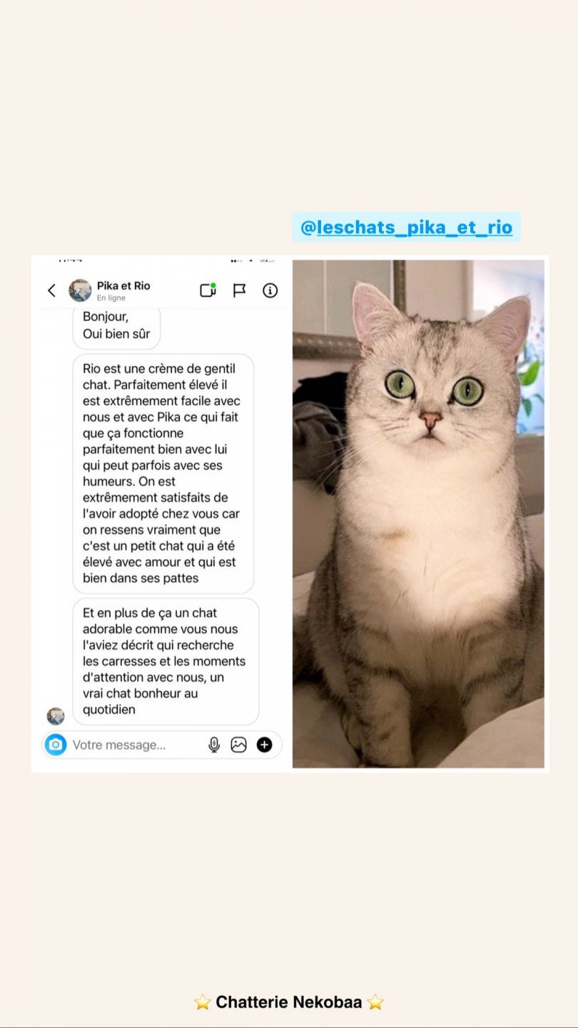 avis nekobaa rio