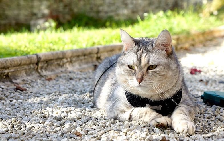 chat harnais
