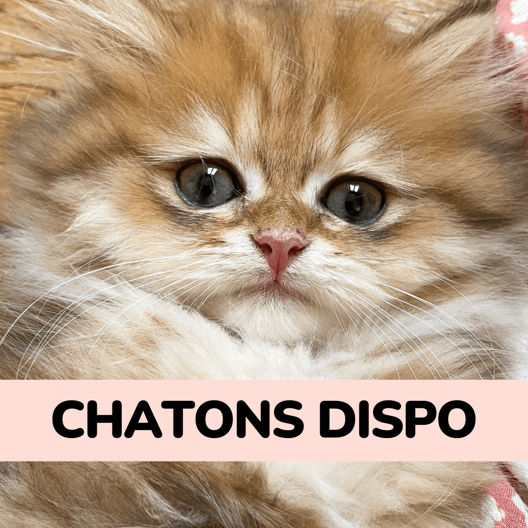 chatons british et scottish disponibles