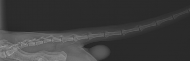 Radiographie de la queue d'un chat Straight, sans anomalies