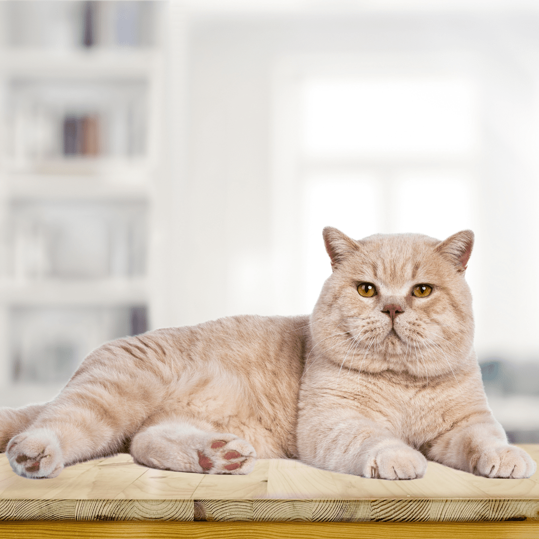 british shorthair creme