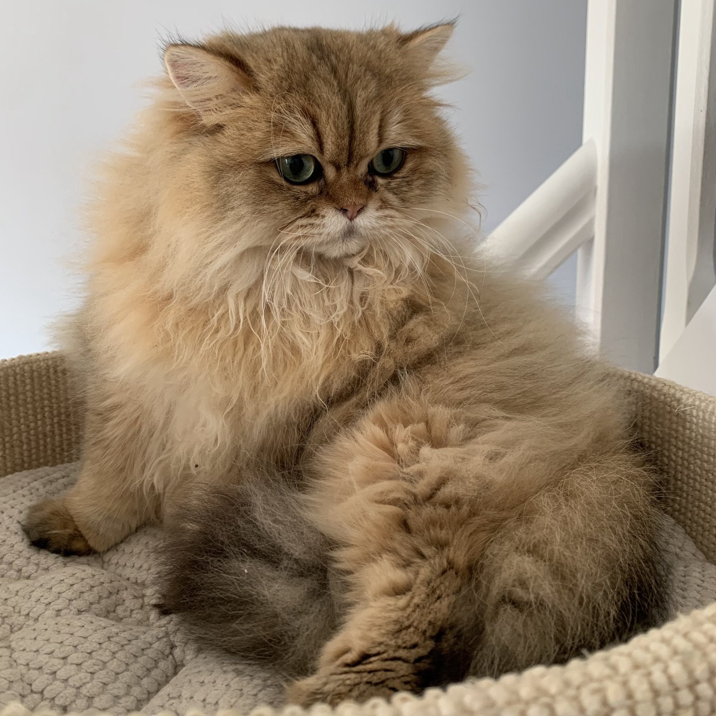 chaton british longhair black golden