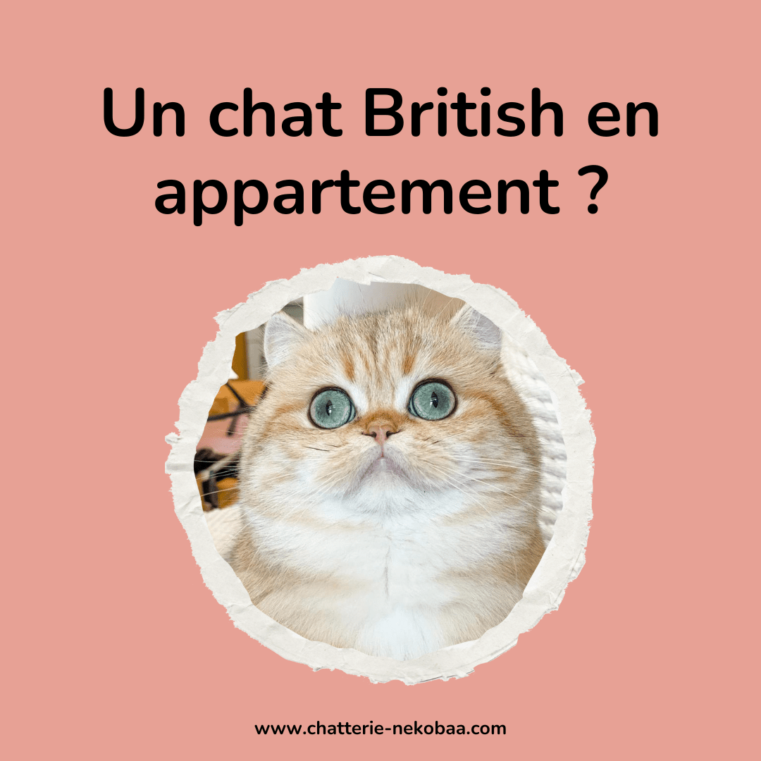 Chat british en appartement